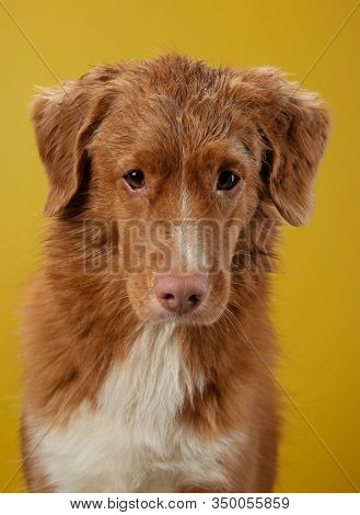 Funny Wet Dog On A Yellow Background. After Shower. Grooming. Happy Nova Scotia Duck Tolling Retriev