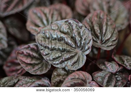 Emerald-ripple Pepper Schumi Red Sienna Sunset - Latin Name - Peperomia Caperate Schumi Red Sienna S