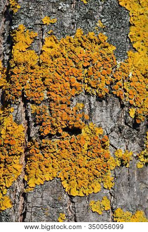 Maritime Sunburst Lichen - Latin Name - Xanthoria Parietina