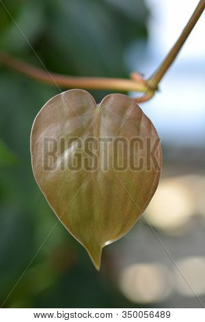 Hart-leaf Philodendron New Leaf - Latin Name - Philodendron Hederaceum (philodendron Scandens)