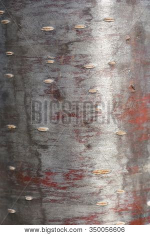 Japanese Flowering Cherry Kanzan Bark Detail - Latin Name - Prunus Serrulata Kanzan