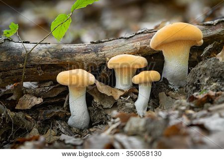 Excellent Edible Mushrooms Of Yellow Color, Which Is A Decoration Of The Forest