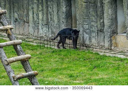 A Black Panther Is The Melanistic Color Variant Of Any Big Cat Species. Black Panthers In Asia And A