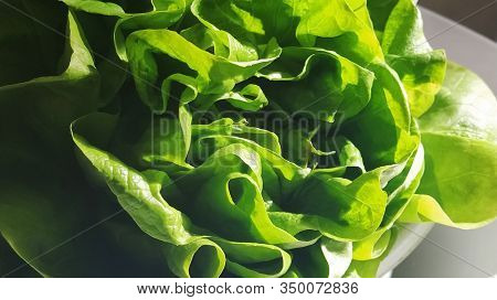 Lettuce In The Sink. Green Leaves Are Lit By The Morning Sun. Diet Product For Weight Loss And Prope