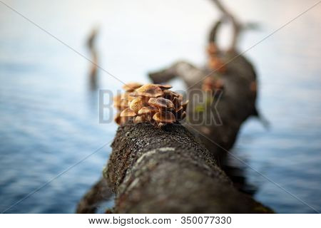 Mushrooms Growing On A Tree Laying In Water