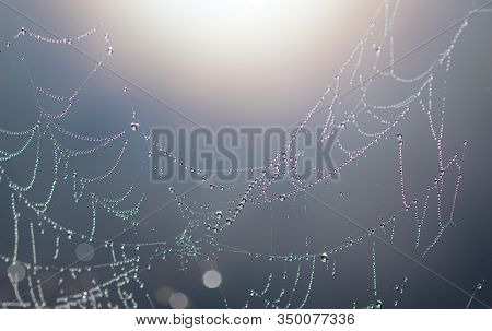 Spiderweb After Early Summer Rain In Sweden