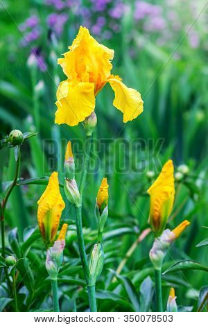 Yellow Iris On A Green Background. Spring And Summer Flowers