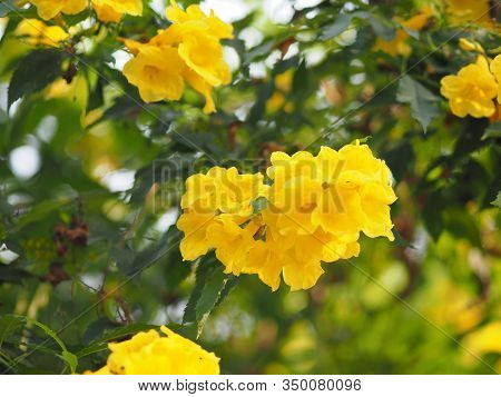 Yellow Elder, Trumpetbush, Trumpetflower, Trumpet Flower Name Scientific Name Tecoma Stans Blooming 