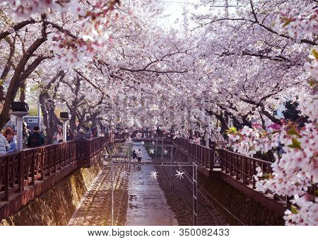 Jinhae, South Korea - April 2, 2019 : Cherry Blossom Festival At Yeojwacheon Stream, Jinhae Sakura F