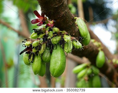 Fresh Bilimbi, Bilimbing, Cucumber (averrhoa Bilimbi) Fruits On Tree In The Garden.
