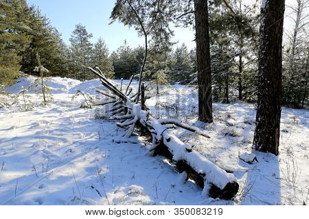 Old dead pine tree in winter forest. Sunny winter day.