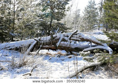 Old dead tree in winter forest. Winter landscape in pine forest. Sunny day.