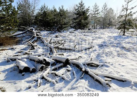 Landscape with old dead tree under snow in winter forest. Sunny winter day.