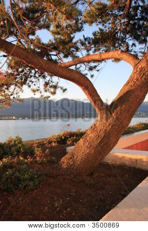 Albero