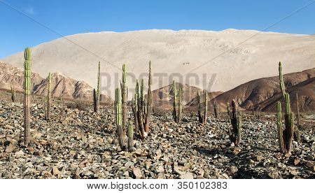 Cerro Blanco Sand Dune With Cactuses, One Of The Highest Dunes On The World, Located Near Nasca Or N