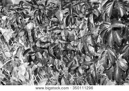 Natural Pattern Made By Nature. Colorful Season. Beautiful Autumn Background. Autumn Leaves Backdrop