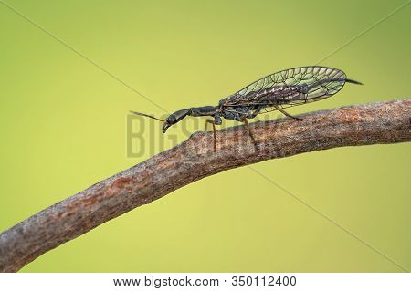Female Of The Snakefly Phaeostigma Notata In Czech Republic