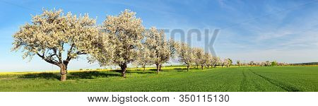 Road And Alley Of Flowering Cherry Trees In Latin Prunus Cerasus With Beautiful Sky. White Colored F