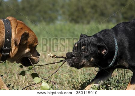 Cadebo Black And Red Dogs Breed A Birch Green Branch, And Fight, Play, On A Walk In The Summer In Th