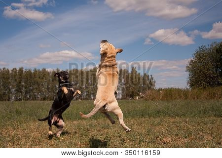Cadebo Black And Fawn Dogs Jump And Fly In The Air On Green Grass In The Summer In A Field, Outdoors