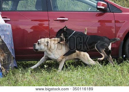 The Black Female Of The Cadebo Breed Grabbed A Fawn Male So That He Would Not Attack The Red Male Si