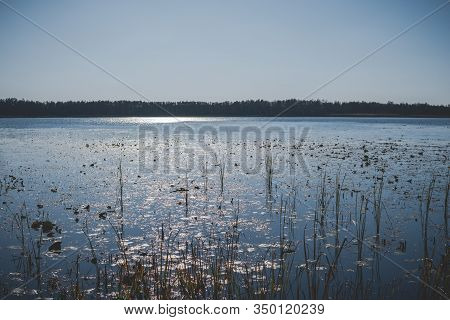Phragmites On A Shore Of A Dystrophic Lake