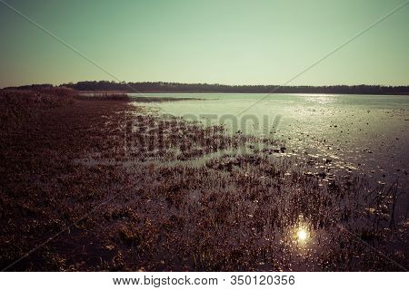 Phragmites On A Shore Of A Dystrophic Lake