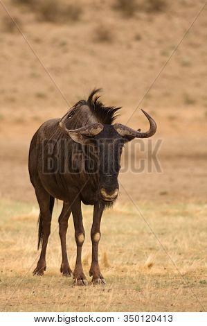 A Blue Wildebeest (connochaetes Taurinus) Calmly Staying In Dry Grassland. Evening Sun And Synd Roun