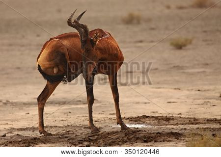 Red Hartebeest (alcelaphus Buselaphus Caama Or Alcelaphus Caama) Bull On The Dry Sand Of Kalahari De