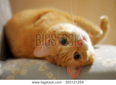 Cute Cat Is Sitting At Home On The Chair. Funny Red Tabby Ginger Cat In Cozy Home Atmosphere. Lying 