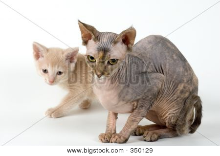 Canadian Sphynx i kociak