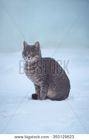 Grey Cat Walks On White Snow In Winter