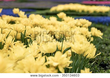 Colorful Flower Beds During The Annual April Tulip Festival In Istanbul In Gulhane Park, Turkey