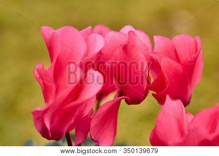 Close Up Of Cyclamen Flower, Background Of Red Cyclamen Flowers, Flowers For Perfume Growing