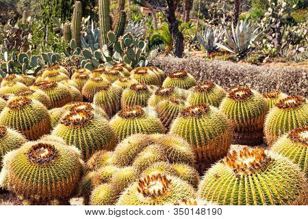 Planting Cacti And Succulent Plants In The Pinya De Rosa Succulent Garden In Spain