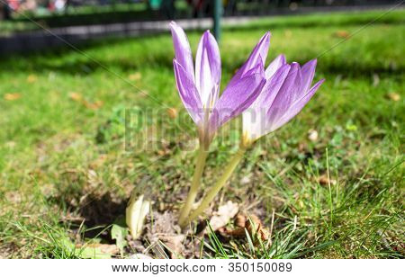 Colorful Flower. Flower In Garden At Sunny Summer Or Spring Day. Flower In Garden At Sunny Summer Or