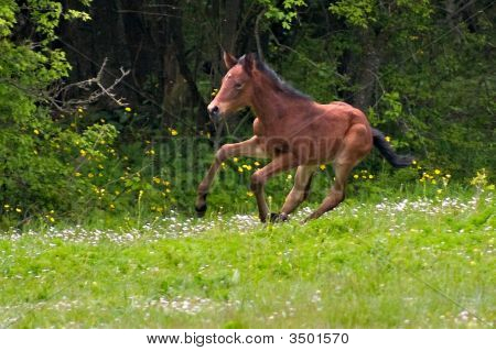 Paard