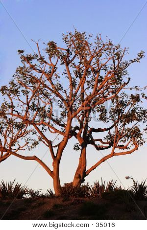 Tree Lit By Late Afternoon Sun