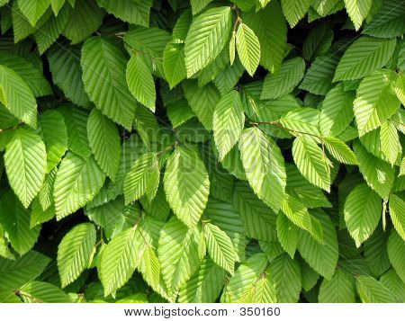 Parete verde