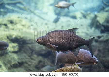 Rutilus Meidingeri Underwater, Perlfish Swimming Underwater In The Zoo