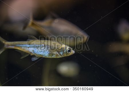 Rutilus Meidingeri Underwater, Perlfish Swimming Underwater In The Zoo