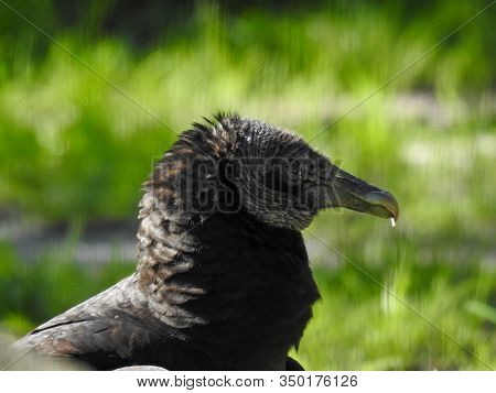 Black Vulture (coragyps Atratus) In Melbourne, Florida