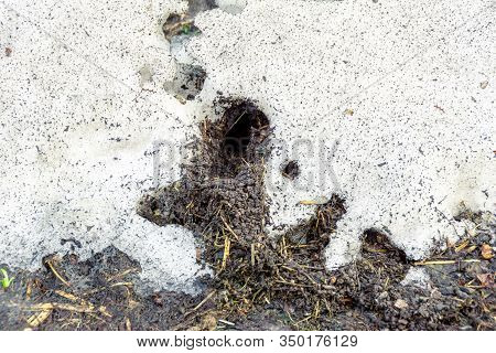 Last Years Grass With Traces Of Burrows Of Field Rodents After Snow Melted In Spring, Selective Focu