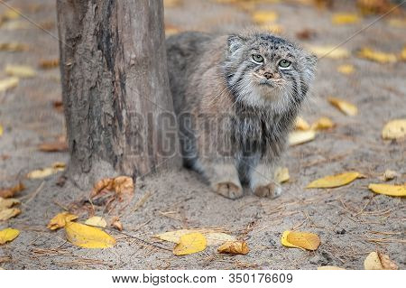 Pallas Cat (otocolobus Manul). Manul Is Living In The Grasslands And Montane Steppes Of Central Asia