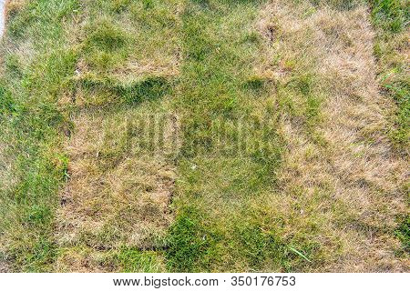 Lawn Briquettes With Dying Grass. Texture Of Dying Lawn With Healthy Green Grass And Dead Dry Grass