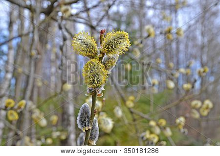 Osier Willow Puddle Bud Burgeon Gemma Buttons On Bush Tree Branch Closeup In Warm Spring Sunny Day L