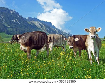 Cows On The Pastures Of The Slopes Of Alpstein Mountain Range And The Fertile Rhine River Valley (rh