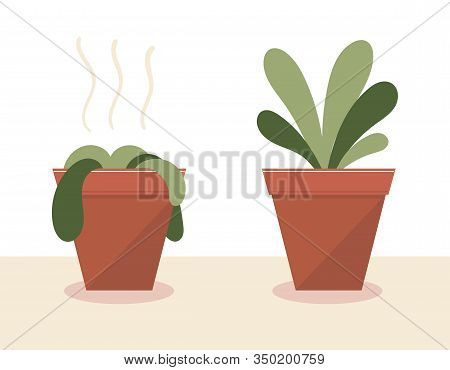 A Wilted Plant In A Pot.the Plant Came To Life.before And After Watering And Care.the Result Of The 