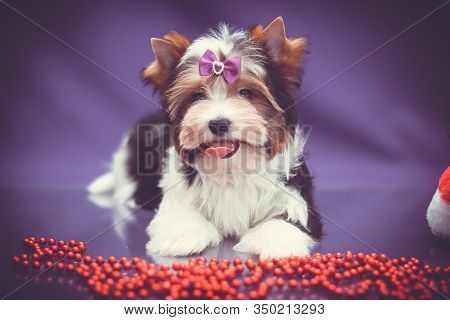 Biewer-york Puppy Portrait On Purple Background With Christmas Decorations