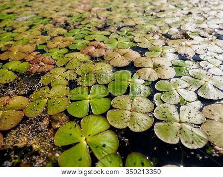 Midges Sitting On The Duckweed (lemnoideae) In A Pond In The Sunny Day. Natural Background